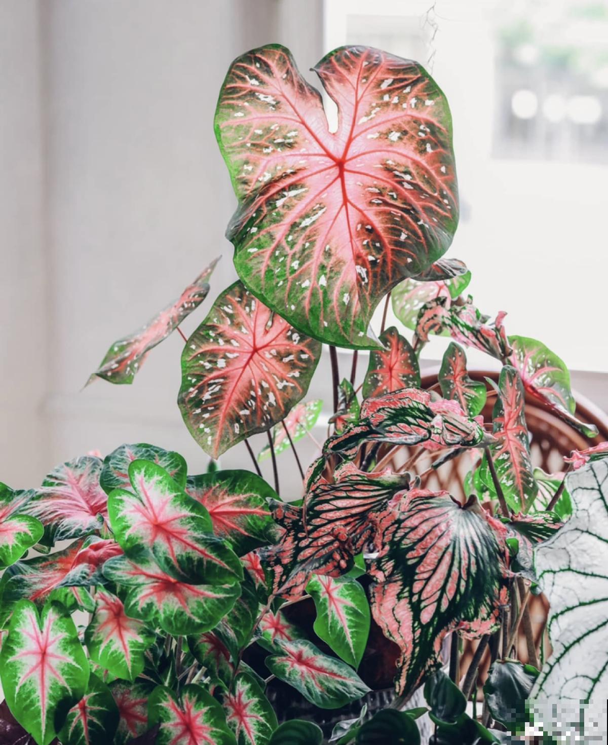 家里没有直射光，适合10种耐阴绿植生长，叶子花花绿绿像油画