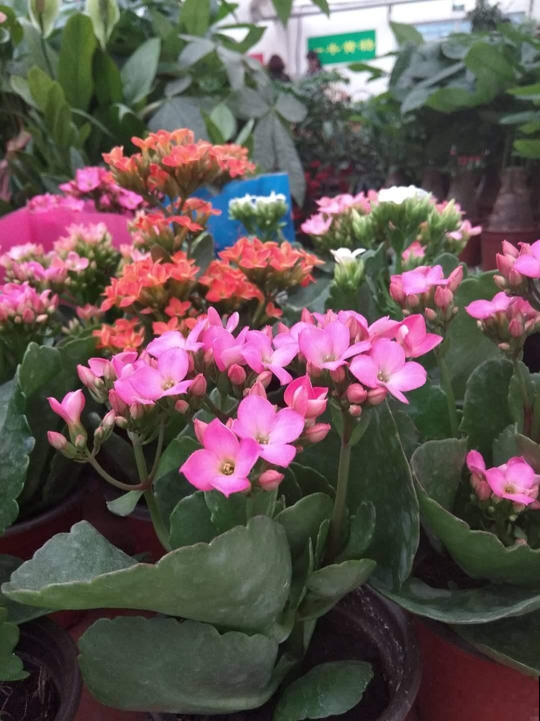 别只知道养绿萝，每个家里适合养什么，我来告诉你