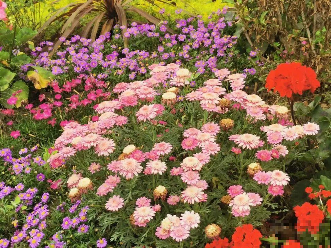绿化带“壕”无人性，10万块的花堆一起，你认识几个？