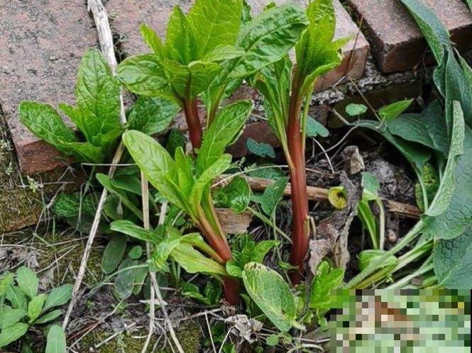 家门口长出这10种草,赶紧拔掉,不然会惹麻烦 家门口长出这10种草,赶紧拔掉,不然会惹麻烦