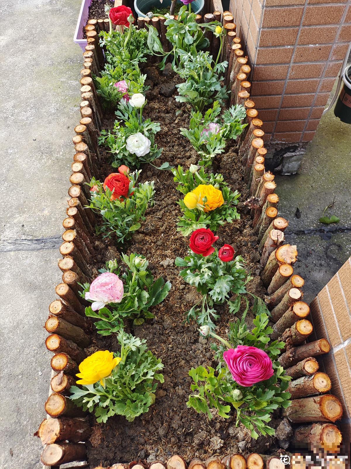 完美“蜕变”的4种花，名字太难听，开花美翻天