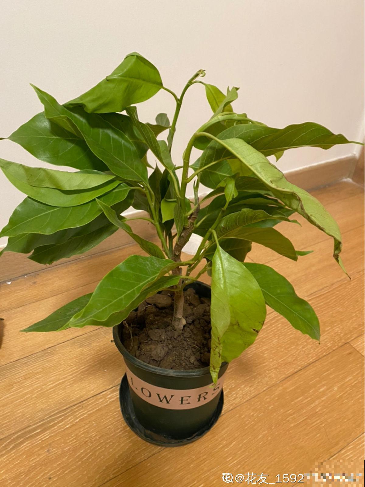 网购的花,拿到手后做4步,很快恢复状态 网购的花,拿到手后做4步,很快恢复状态