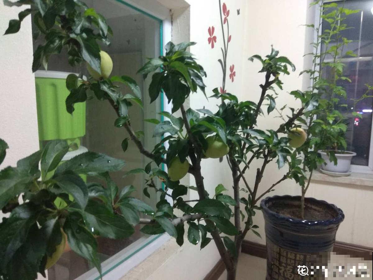 1棵苹果树，学会这6步，变成“高级”盆景