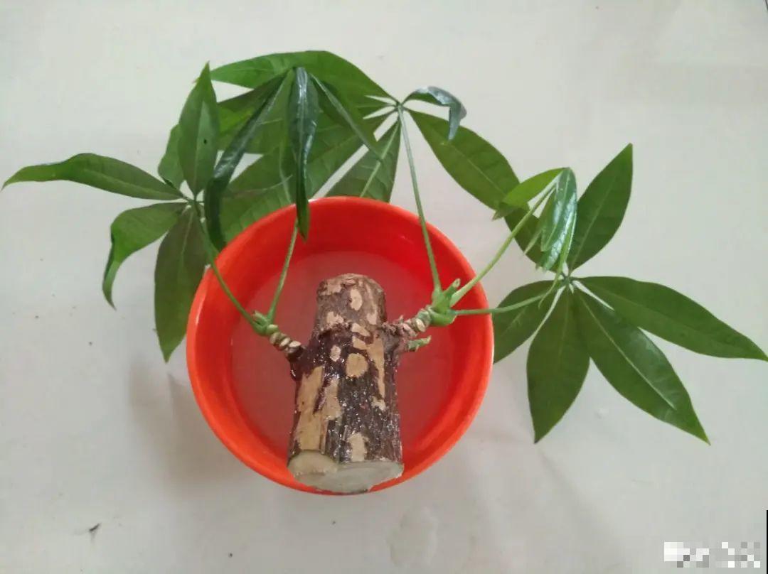 平时的“贵货花”,路边扔了一卡车,赶紧捡回家 平时的“贵货花”,路边扔了一卡车,赶紧捡回家