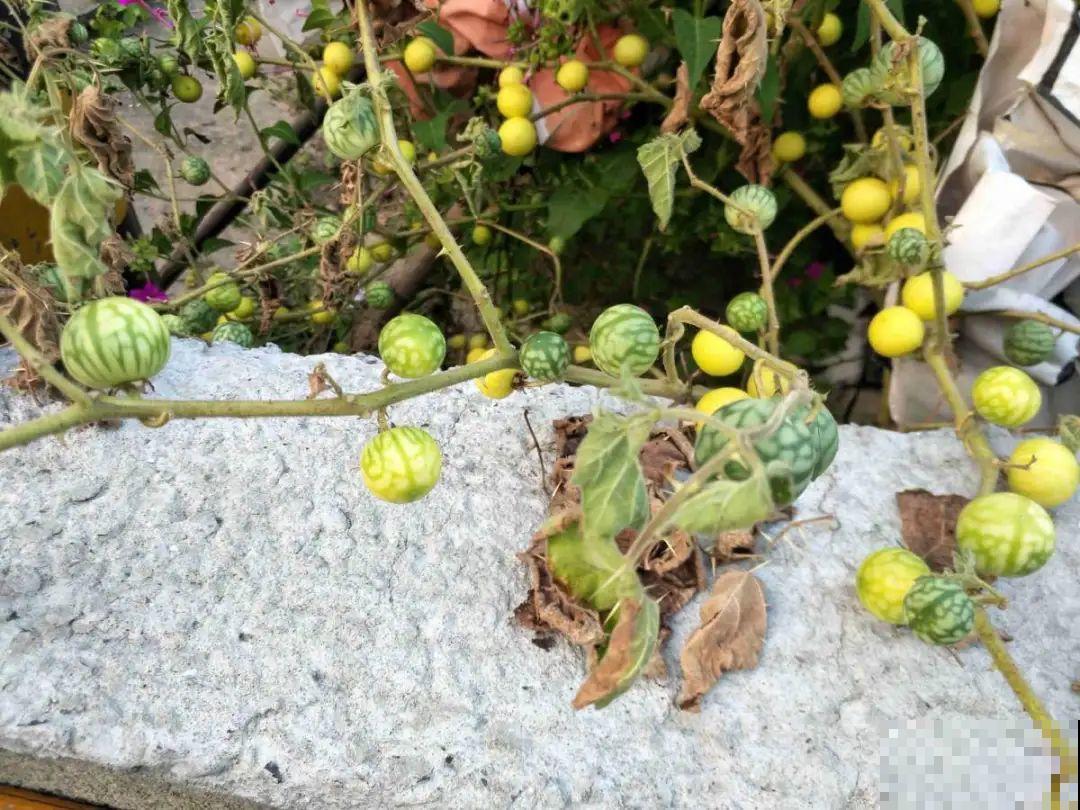 家门口长出这10种草,赶紧拔掉,不然会惹麻烦 家门口长出这10种草,赶紧拔掉,不然会惹麻烦