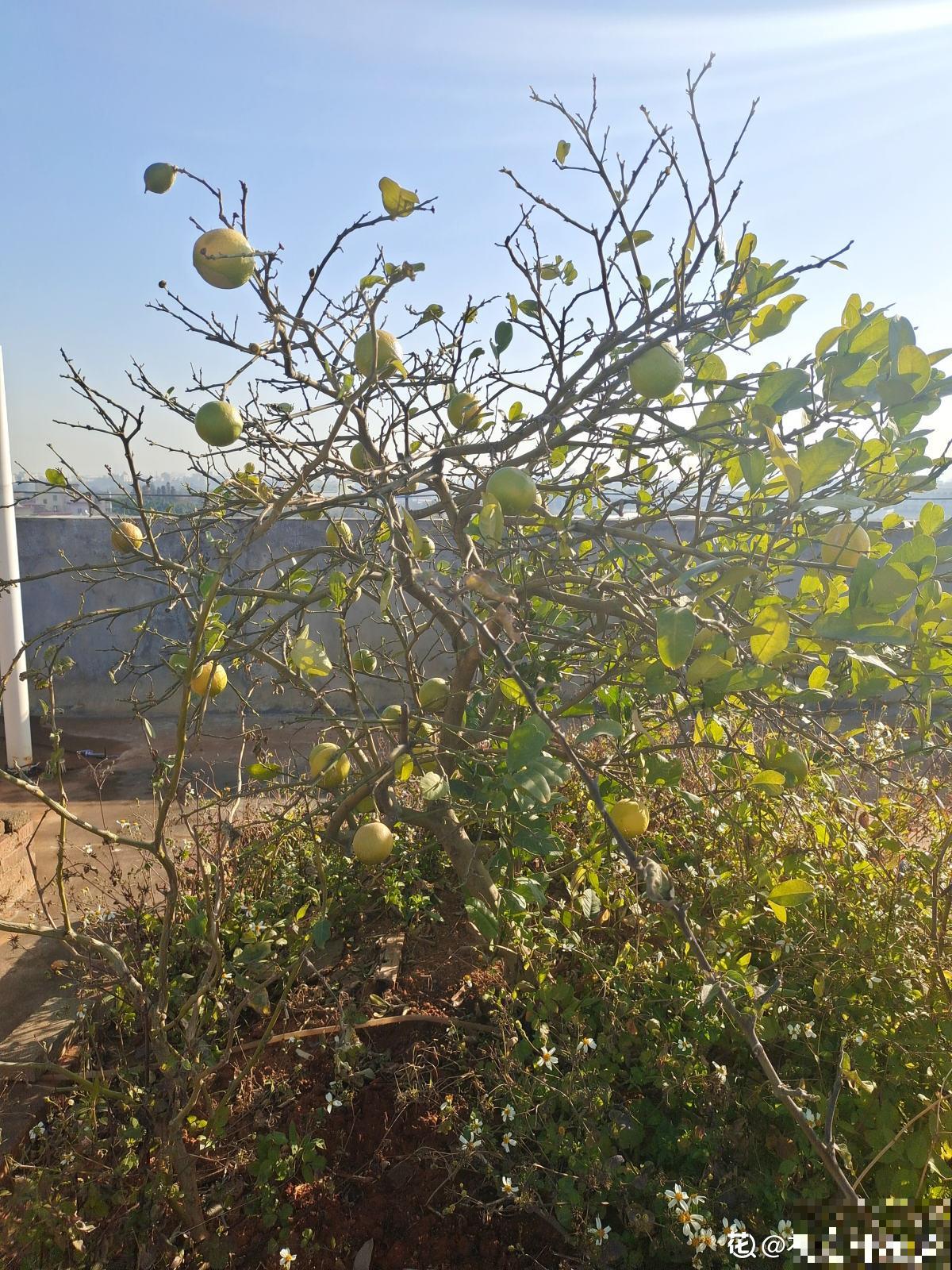 只需4步,在家收获柠檬,让邻居羡慕成“柠檬精” 只需4步,在家收获柠檬,让邻居羡慕成“柠檬精”