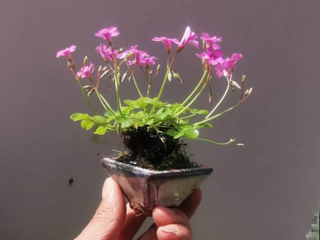 “不死鸟”真烦人，越养越多，真想扔掉