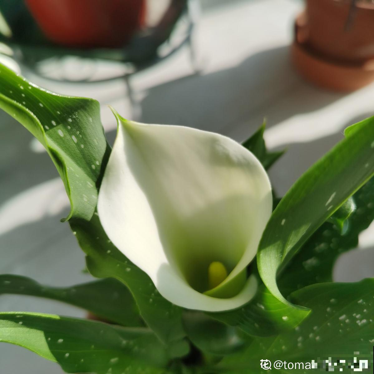 12生肖有专属幸运花,快来看看你的幸运花是哪种 12生肖有专属幸运花,快来看看你的幸运花是哪种