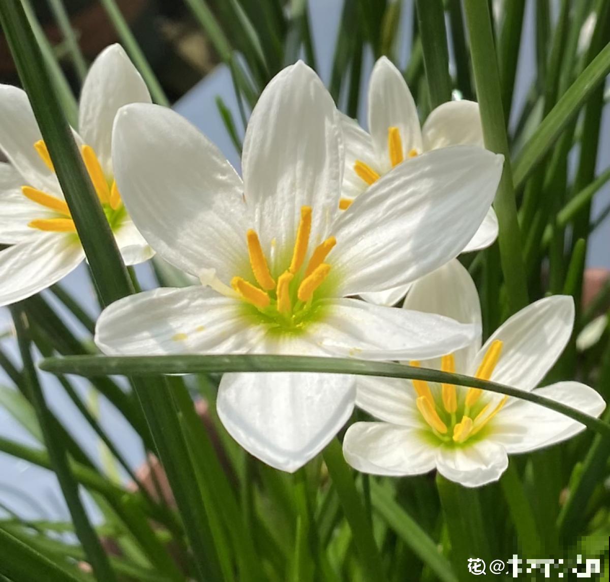 养花7年,居然找到了植物的“财富密码”,4种花“越养越赚钱” 养花7年,居然找到了植物的“财富密码”,4种花“越养越赚钱”