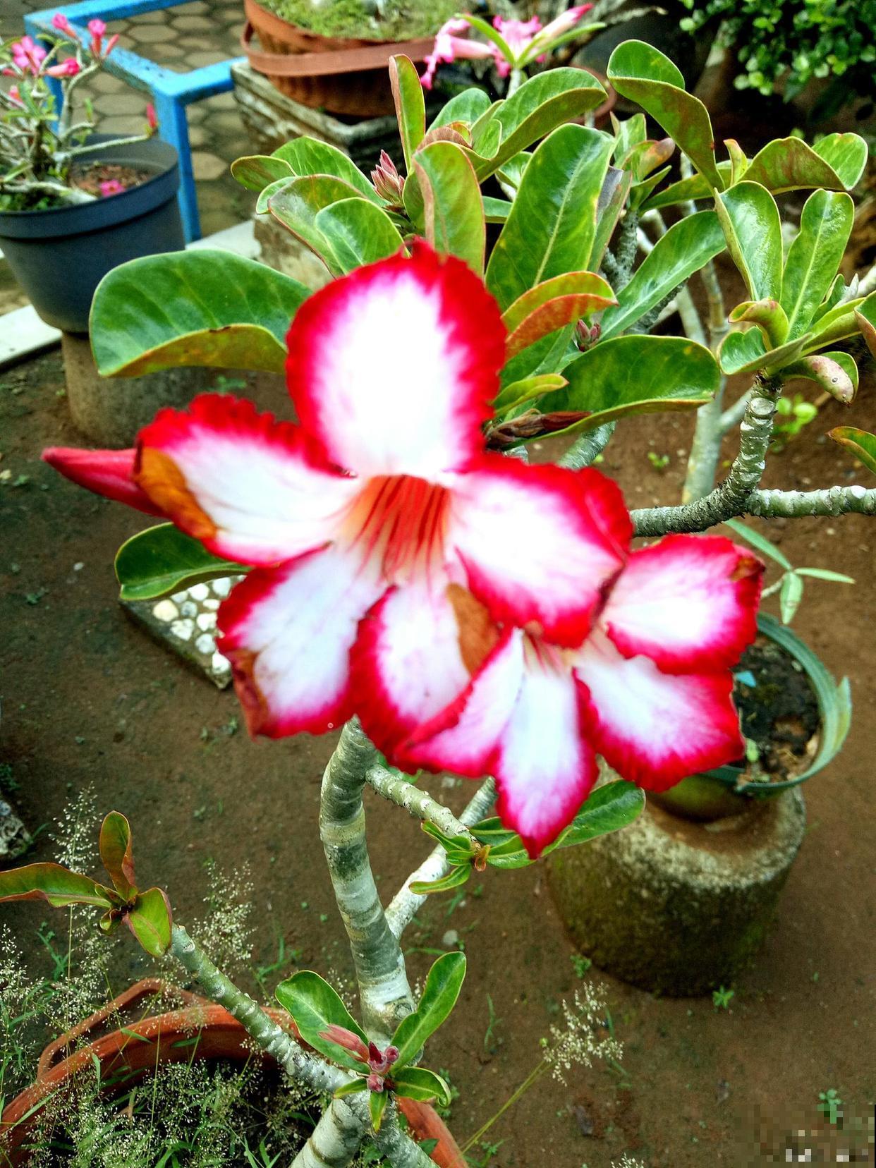 不怕渴的三种花，少浇水也能开花，长得还特旺