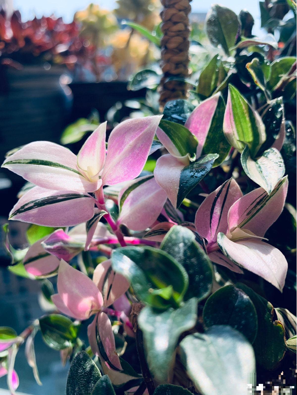 别养绿萝了,这6种彩叶花,家里没光也能养,颜值超高 别养绿萝了,这6种彩叶花,家里没光也能养,颜值超高