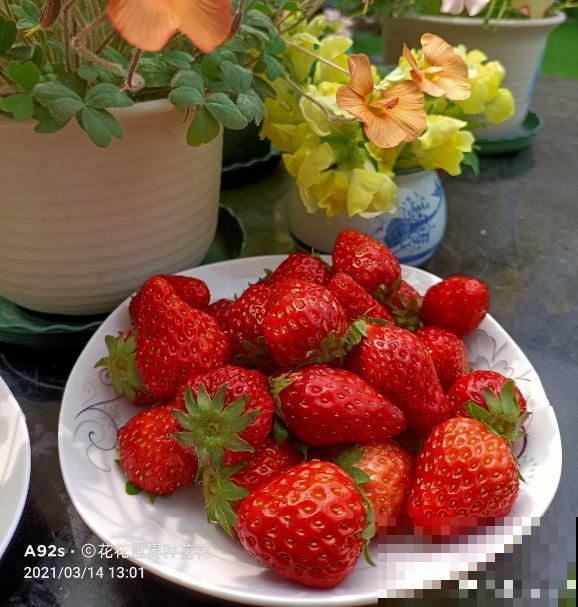 种草莓，做好这6步，颜色通红，甜过奶油