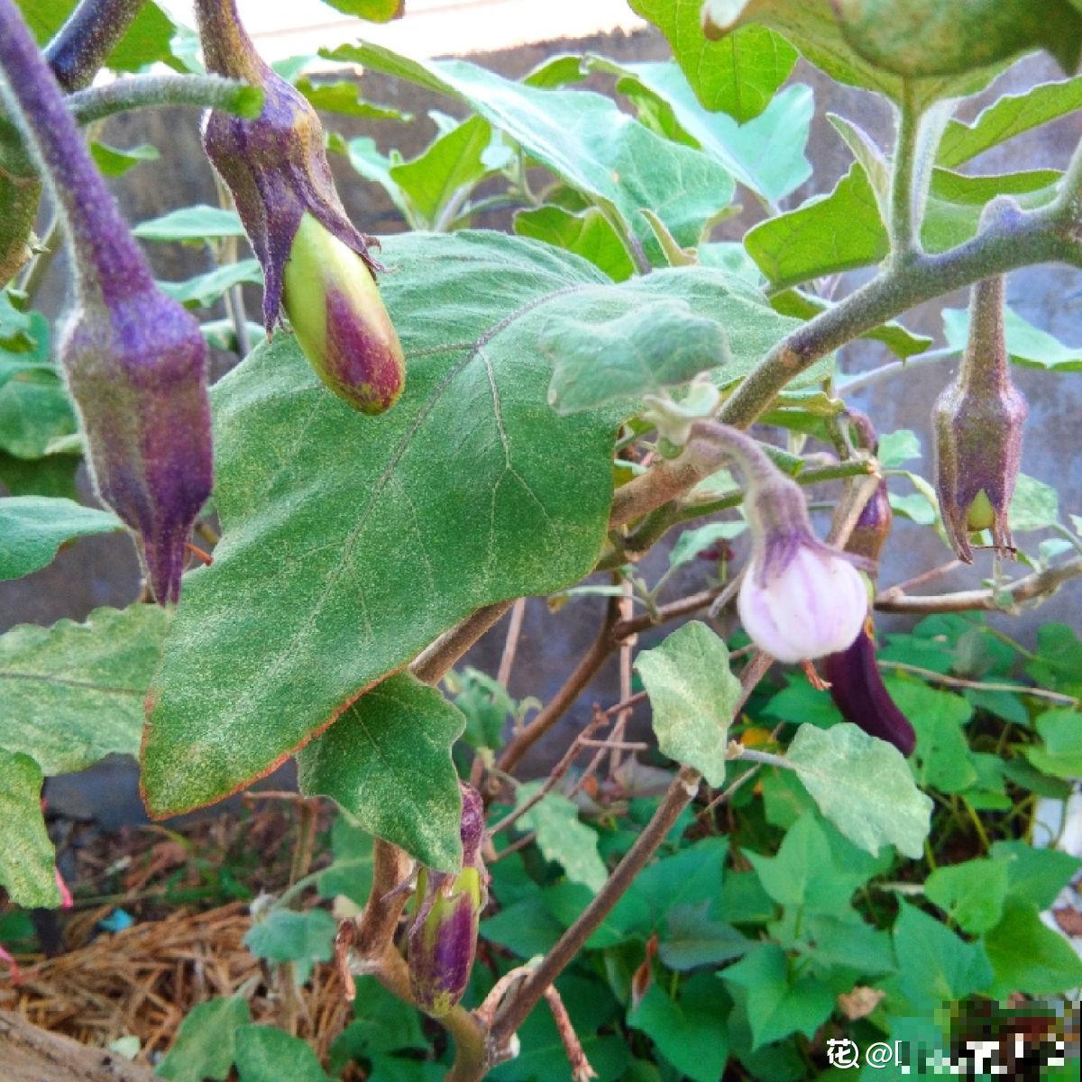 邻居种的茄子，两只手才能抓过来，到底咋种地？