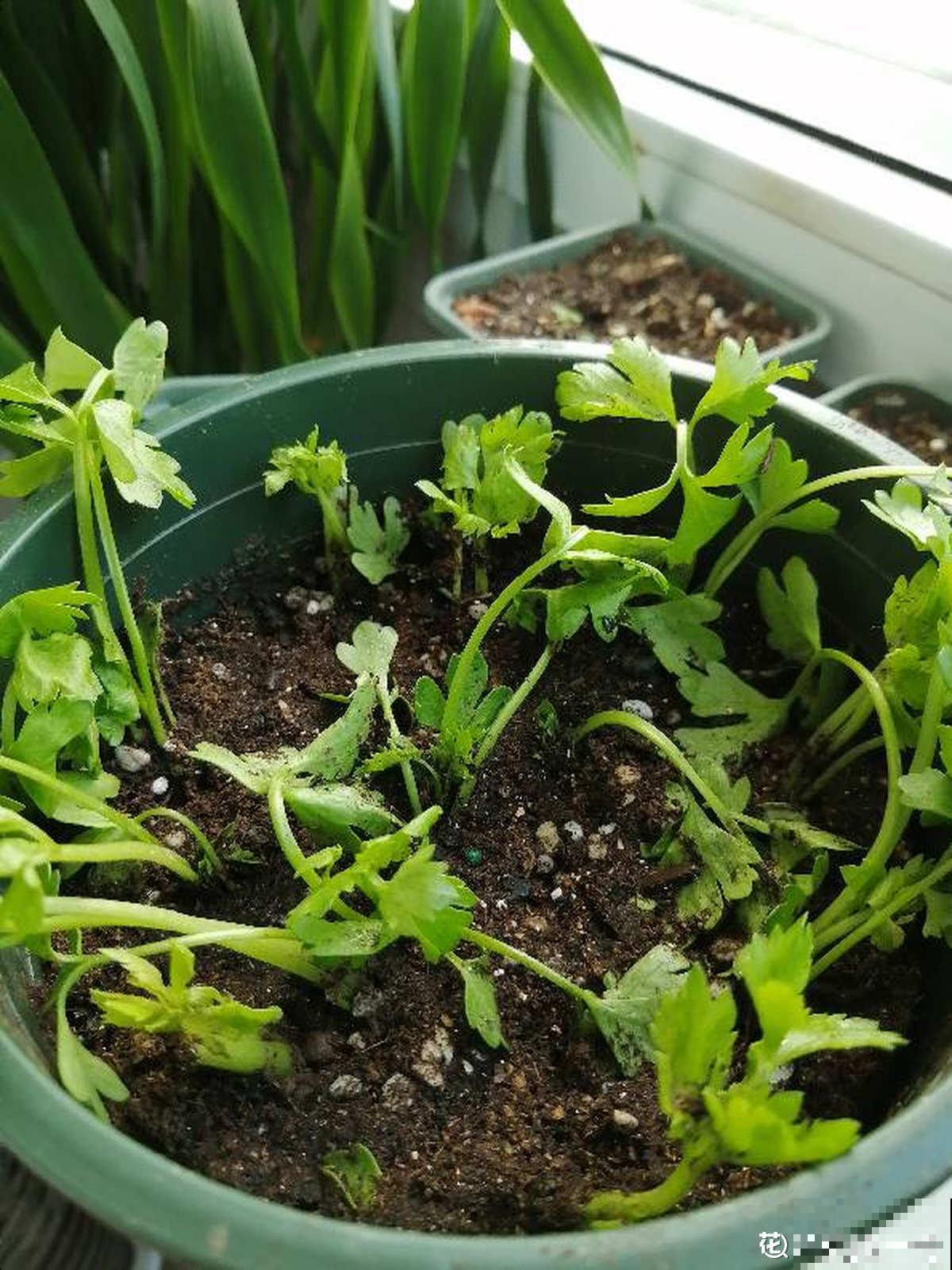 长得像蔬菜的植物，可千万不能吃，中毒就麻烦了