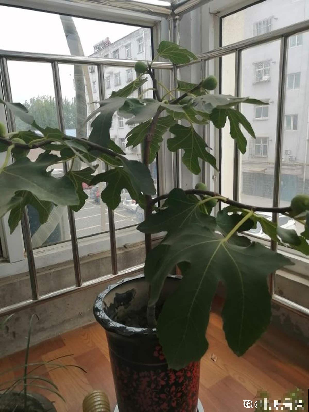 果树也能扦插，2种果树扦插方法，让你躺着摘果子