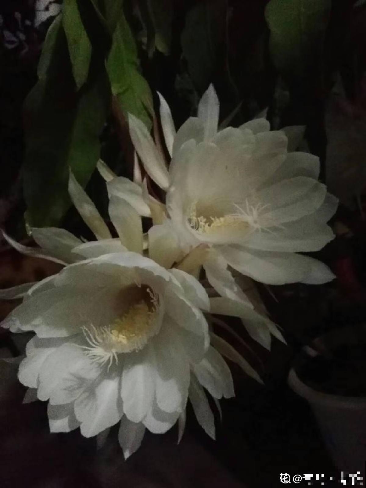 夜晚开放的昙花太美了,拿出相机记录分享,惹众人羡慕 夜晚开放的昙花太美了,拿出相机记录分享,惹众人羡慕