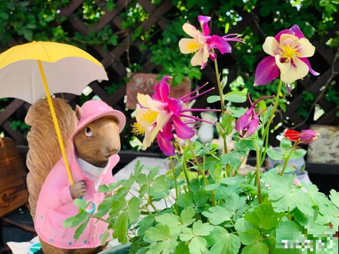 天台花园VS低层庭院,哪里养花更方便? 天台花园VS低层庭院,哪里养花更方便?