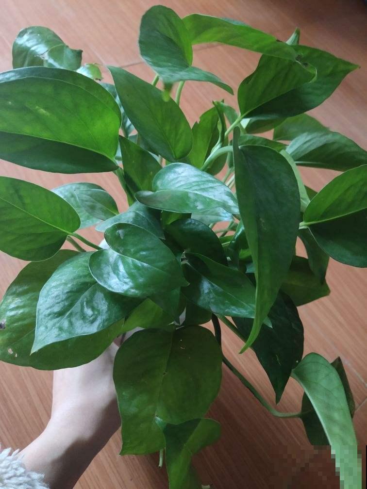 4种花现在要搬进屋，要是再晒下去，就要晒成“枯草”