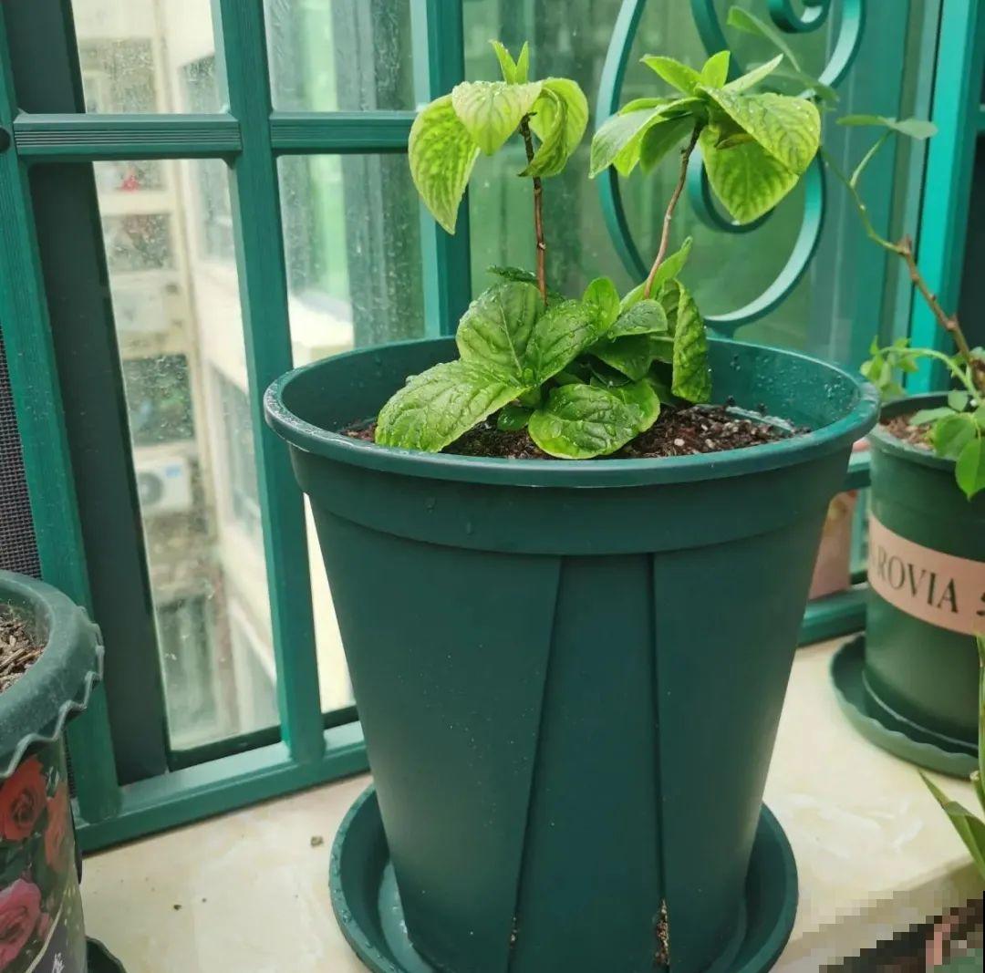 换盆时间到,换好后植物呼呼长,不换全年不开花 换盆时间到,换好后植物呼呼长,不换全年不开花