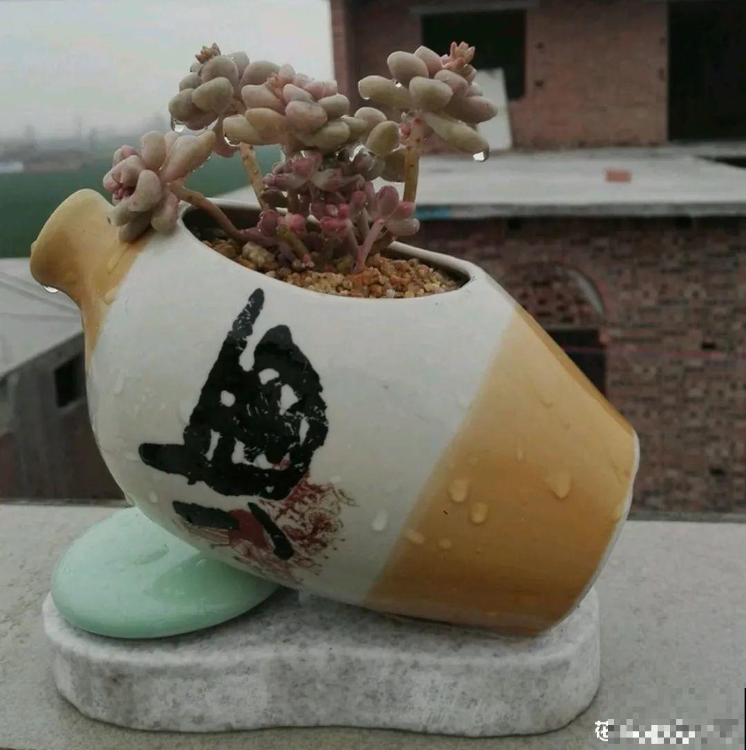 酒瓶子别扔，拿来种多肉，时髦又省钱