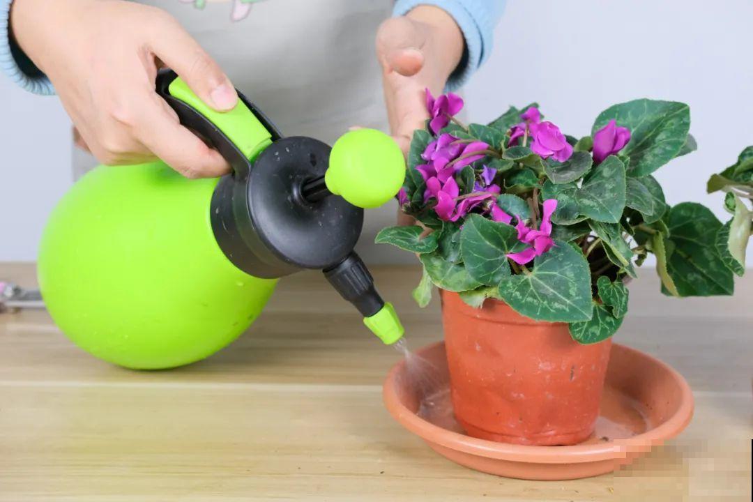 9种花,夏天休眠了,一定少浇水,否则越浇越死 9种花,夏天休眠了,一定少浇水,否则越浇越死