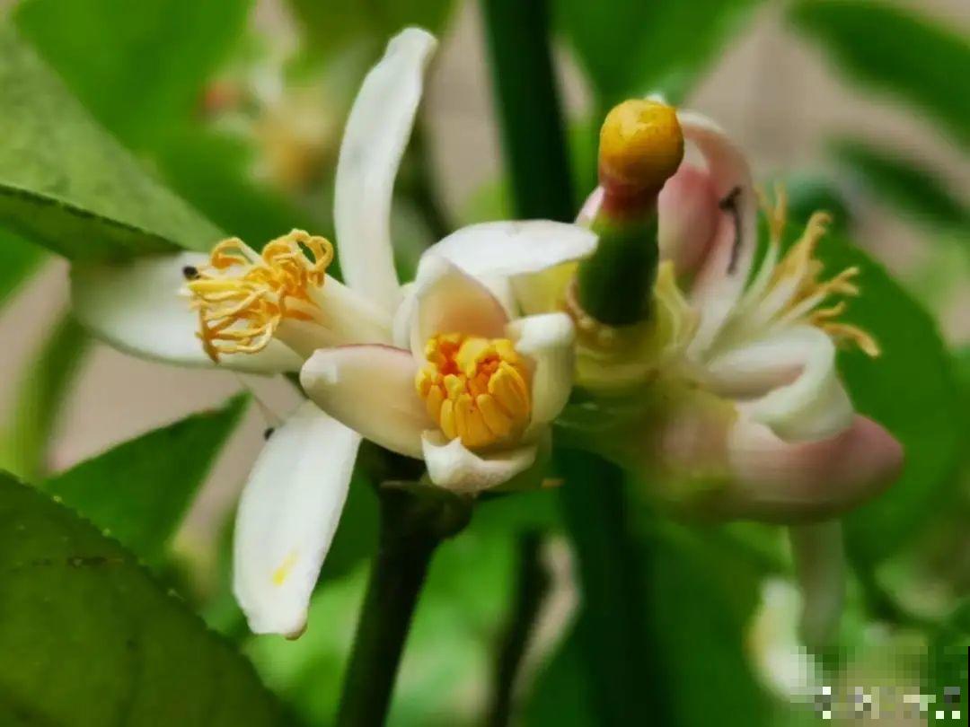 9种花，天热也要施肥，否则活不长，越养越差劲