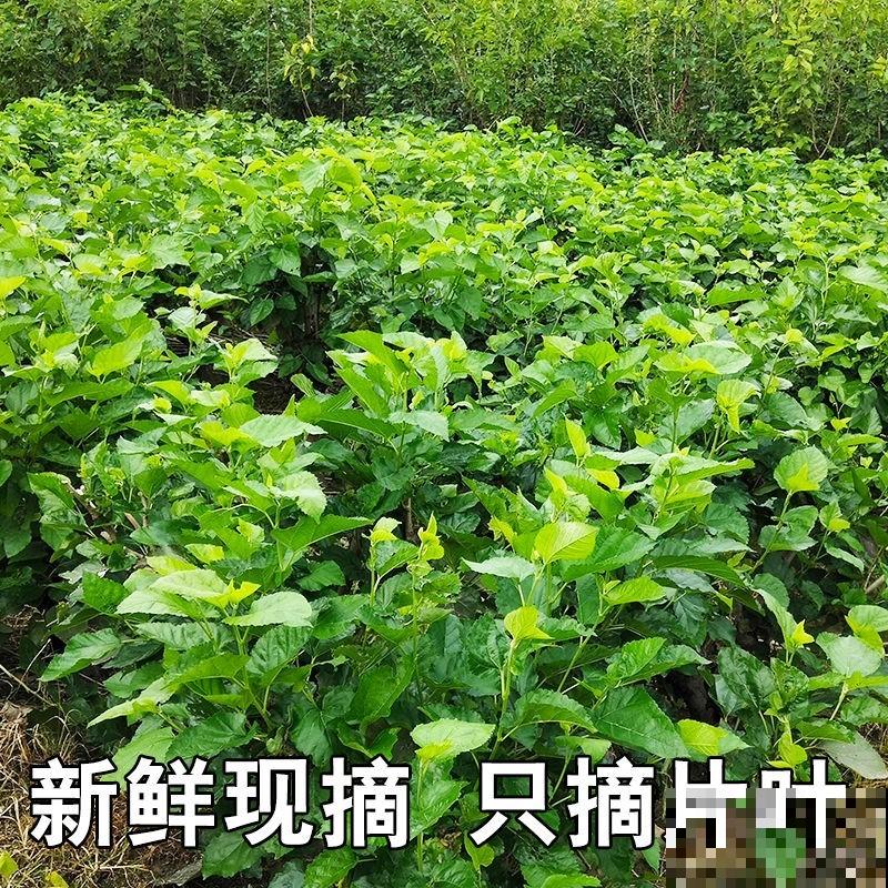 惨！实物美如画，只因名字晦气而不被待见的植物