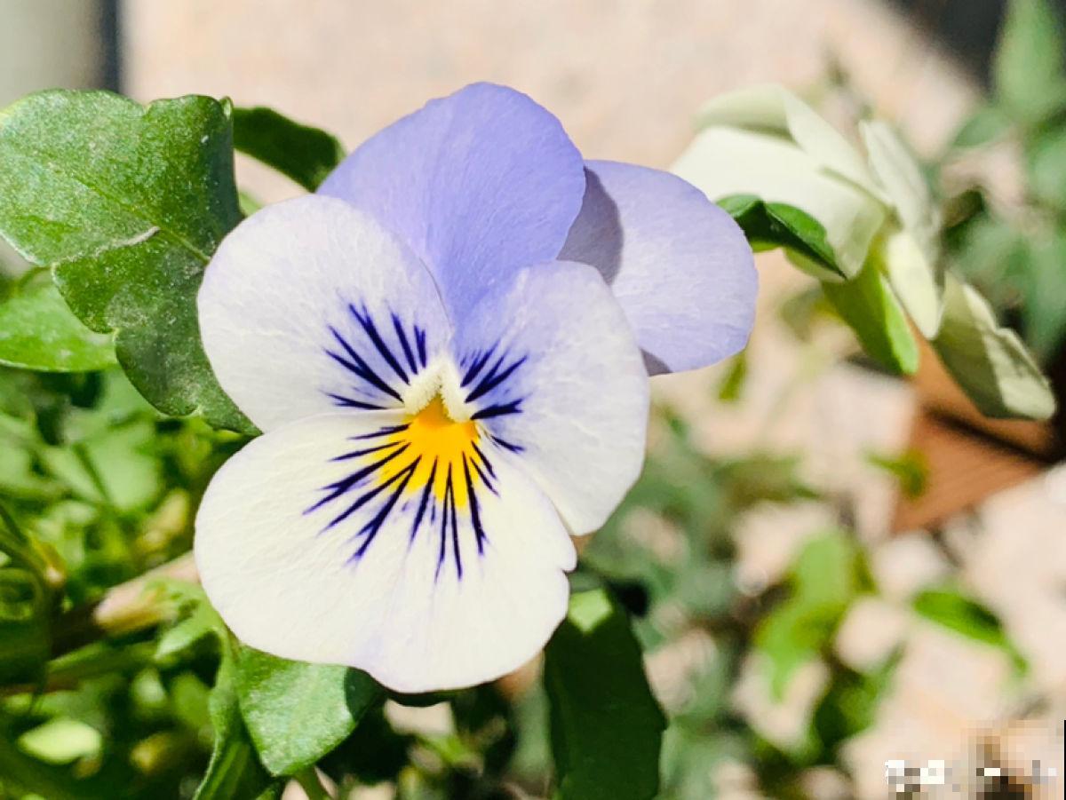 秋天是养草花的季节，12种草花现在播种，俩月就能开花