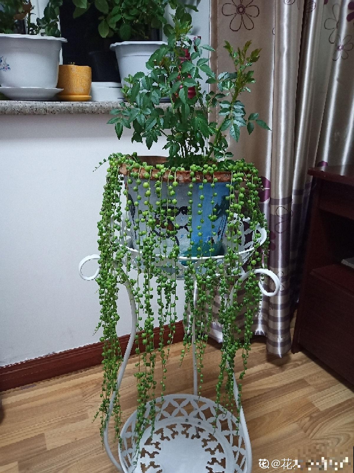 养腻了吊兰,试试佛珠吊兰,“垂流直下”长不停 养腻了吊兰,试试佛珠吊兰,“垂流直下”长不停