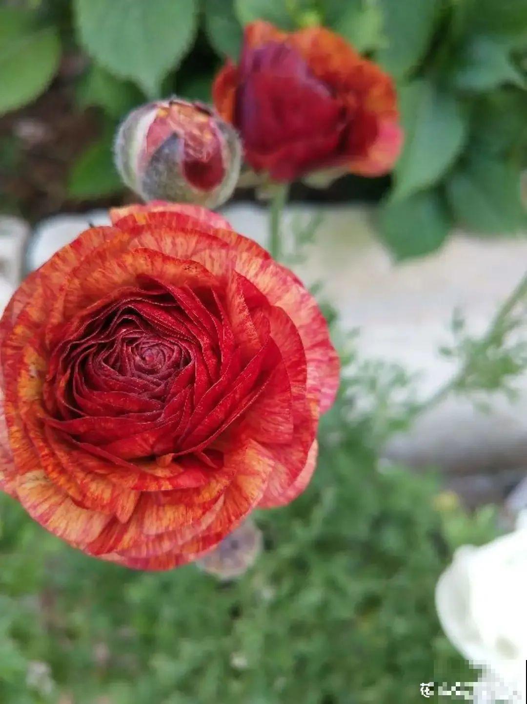 家里养的“仙女花”，奶奶非说是芹菜，还薅一把想炒菜吃