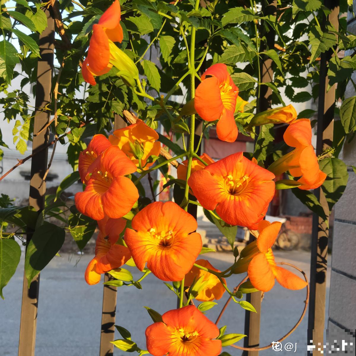 邻居种了一棵凌霄花，长势实在是喜人，一年至少剪2遍