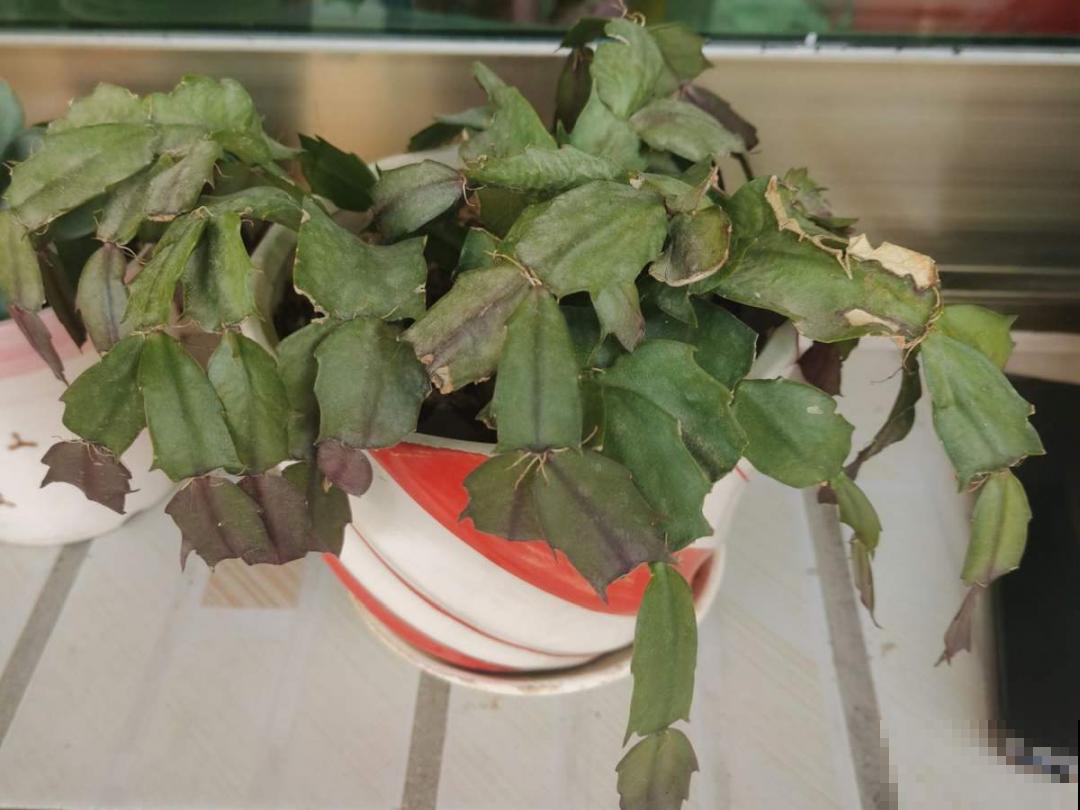 9种花,天热会“假死”,千万别丢了,秋天就苏醒 9种花,天热会“假死”,千万别丢了,秋天就苏醒