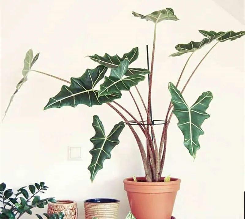 大叶子耐阴花，室内一定养，叶子比脸大，真凉快