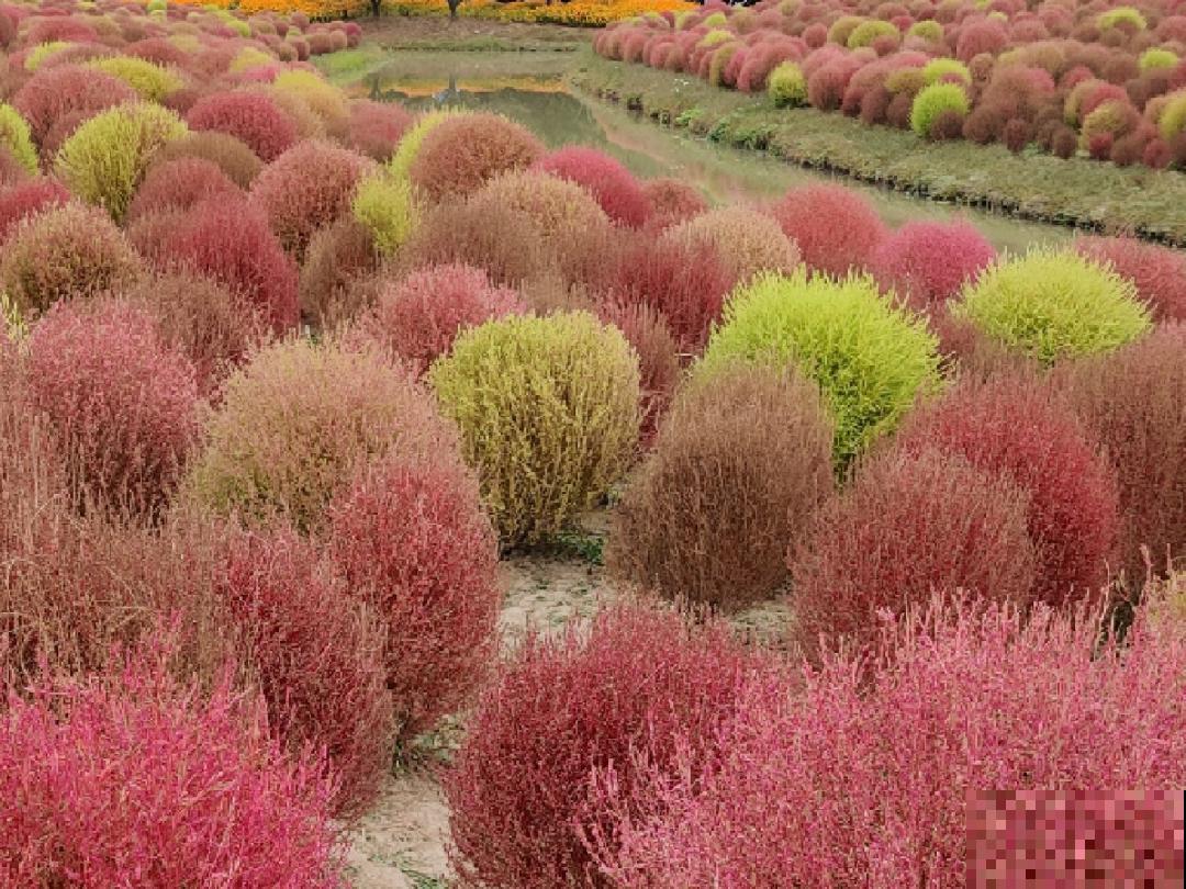 水塘边长出的“烤肠”,原来叫香蒲,毛茸茸特好玩 水塘边长出的“烤肠”,原来叫香蒲,毛茸茸特好玩