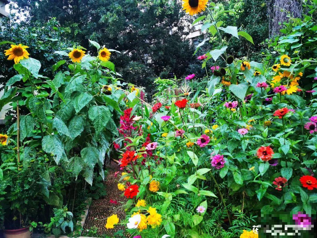 植物搬出门，痛快淋场雨，植物越来越旺