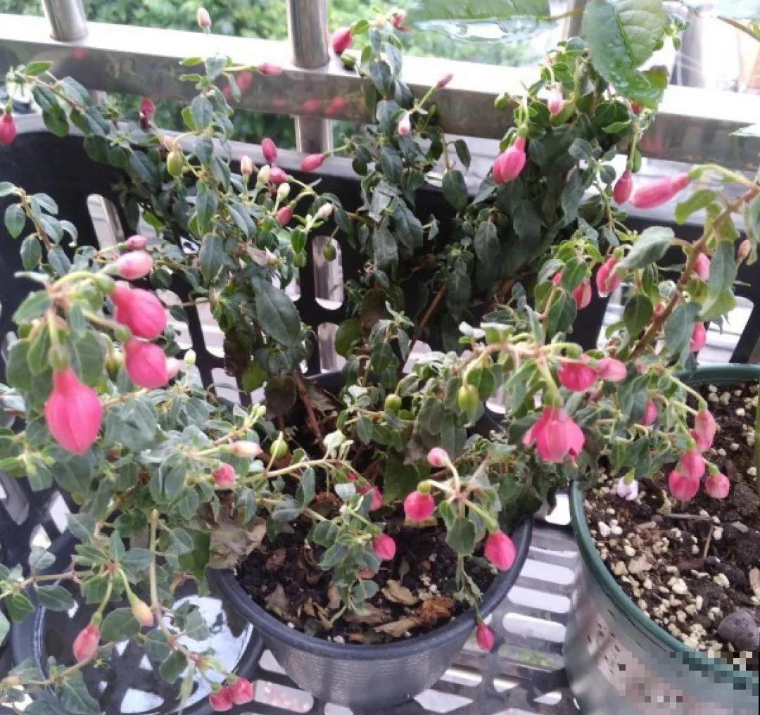 10种花最怕晒，搬进屋里养，不然要死光