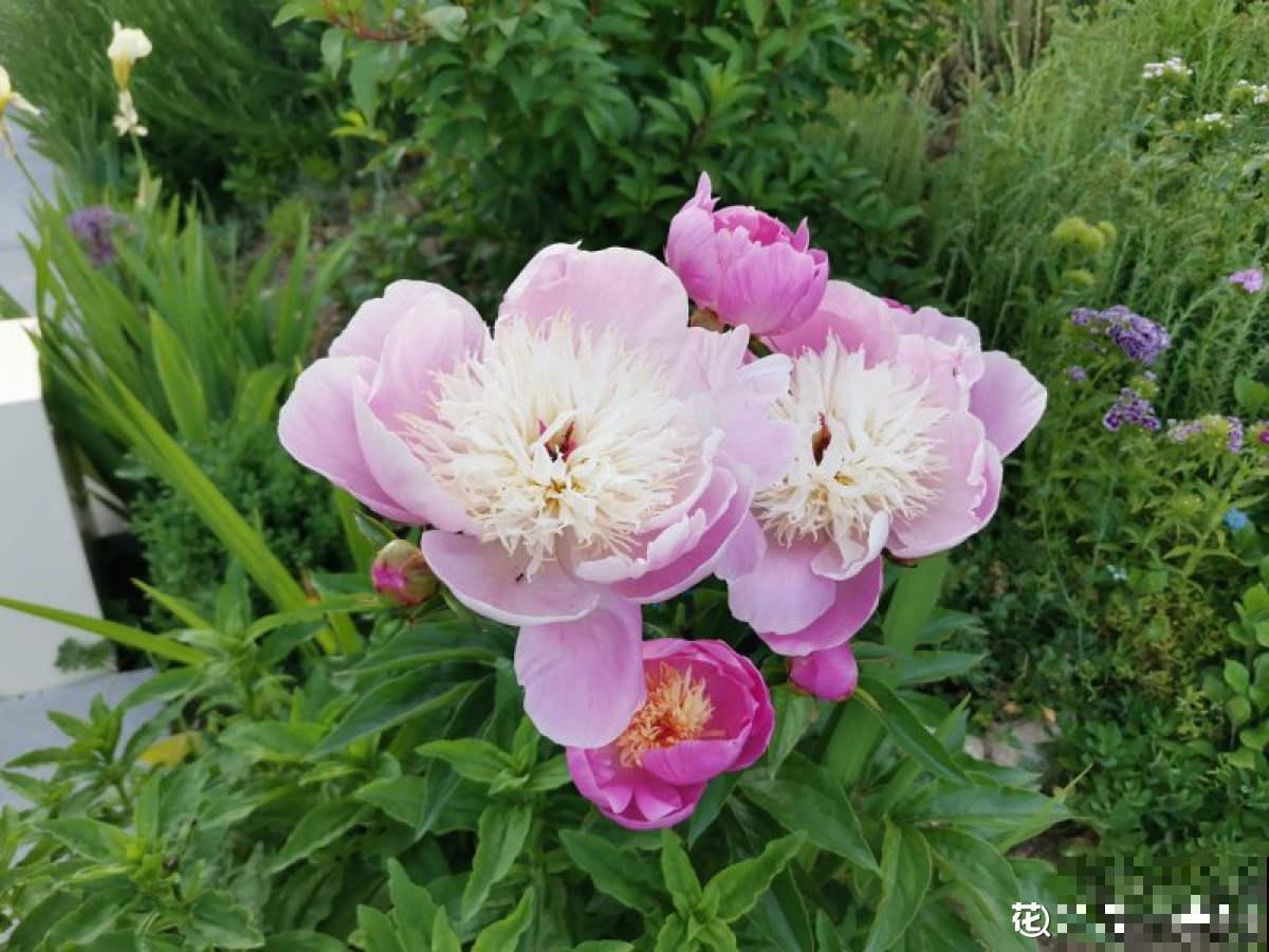 老中医爱养的60种植物，图文并茂特详细，种一盆养人养身心