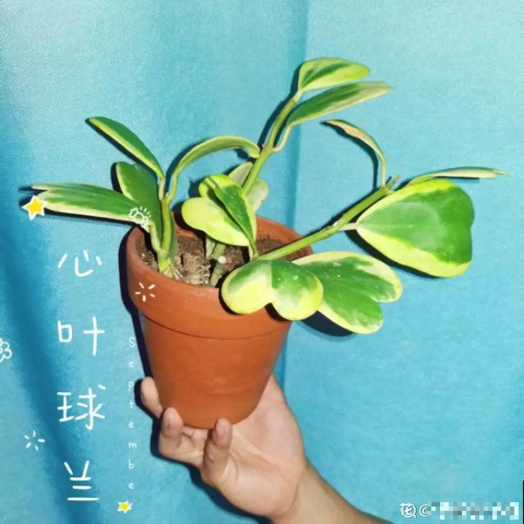 大叶子耐阴花，室内一定养，叶子比脸大，真凉快