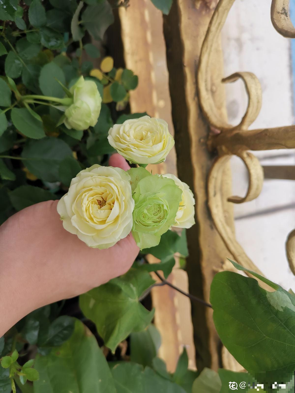 没有花的天台不完整,种这3种花,天台秒变“空中花园” 没有花的天台不完整,种这3种花,天台秒变“空中花园”