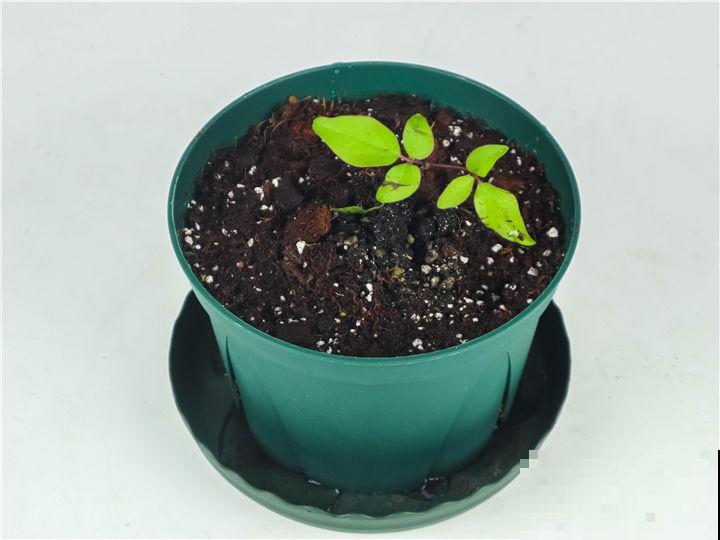 养花4个基础要点，弄明白了，植物才能长得壮