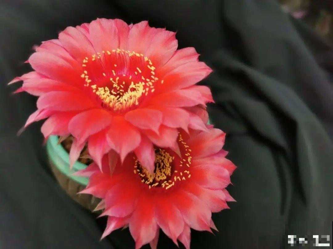 1种仙人球，开花美艳，一年能开好多次