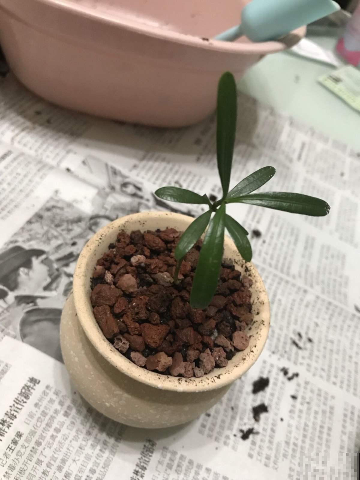 家家都有的罗汉松，这8点养殖条件，你做到了多少？