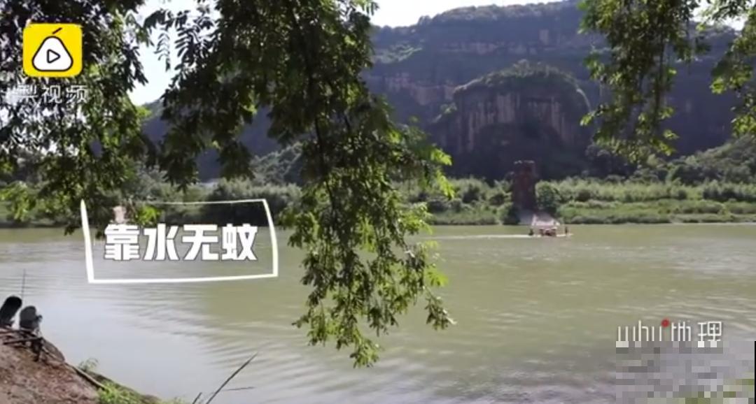 江西无蚊村,种满“驱蚊树”,一年四季没蚊子 江西无蚊村,种满“驱蚊树”,一年四季没蚊子