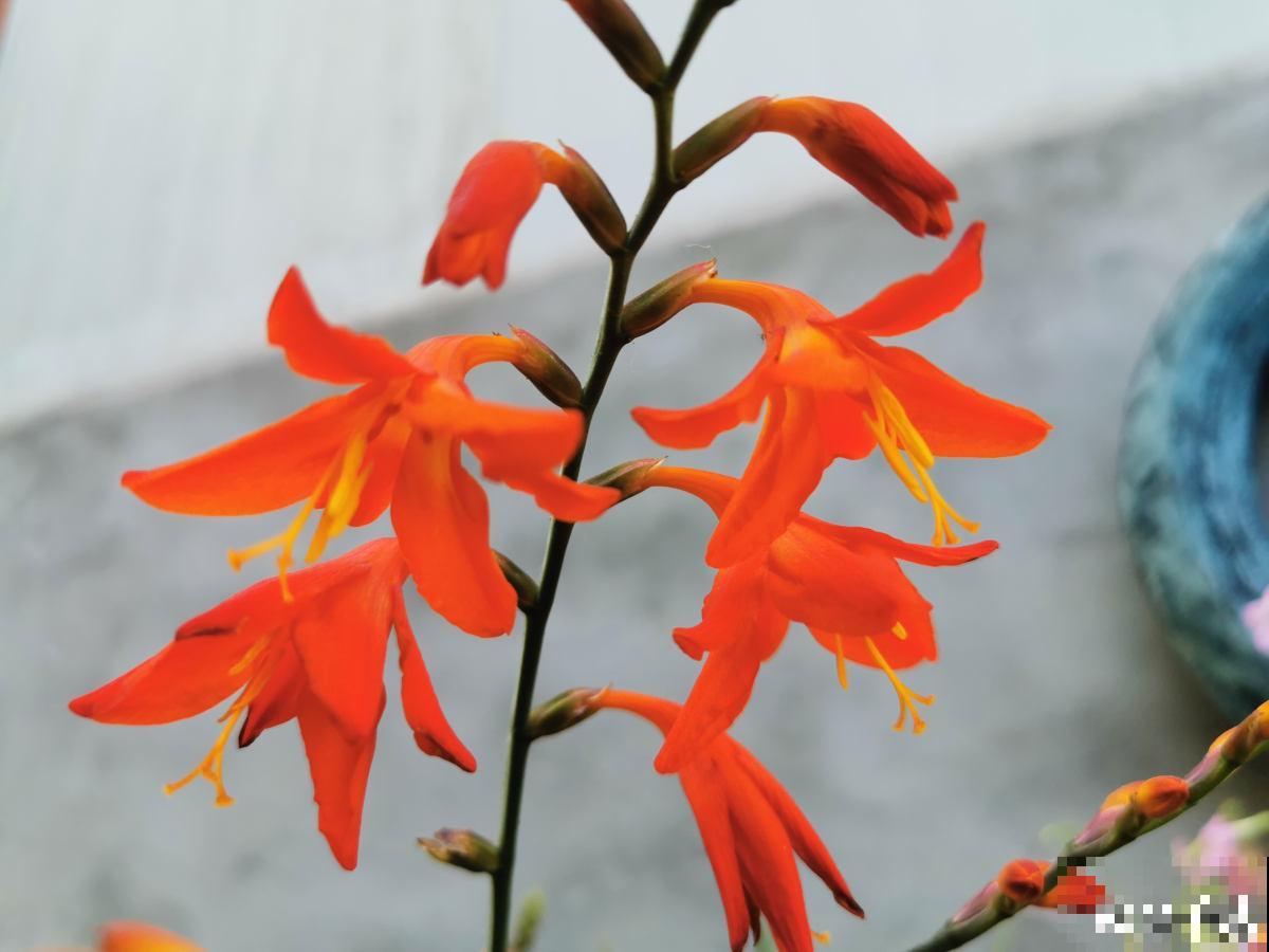 资深花友,还有什么是你没种过的?少见家养植物大曝光 资深花友,还有什么是你没种过的?少见家养植物大曝光