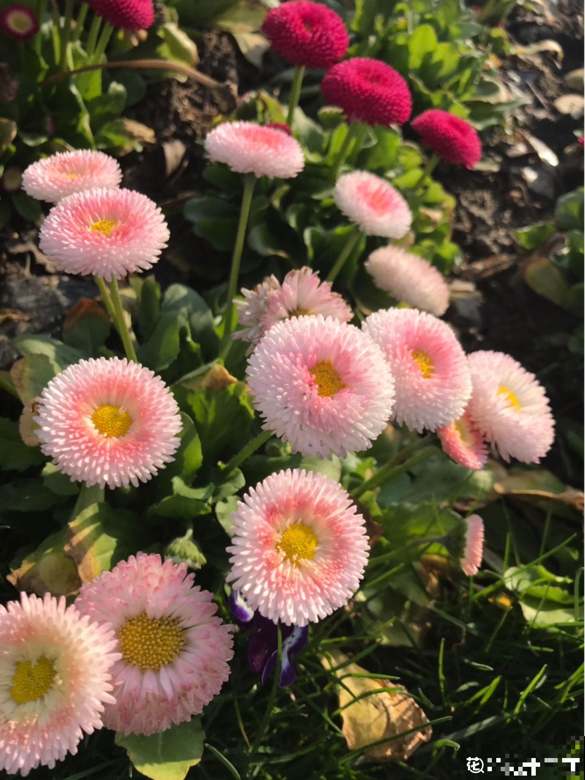 炎炎夏日，要想养花省心，非小雏菊莫属