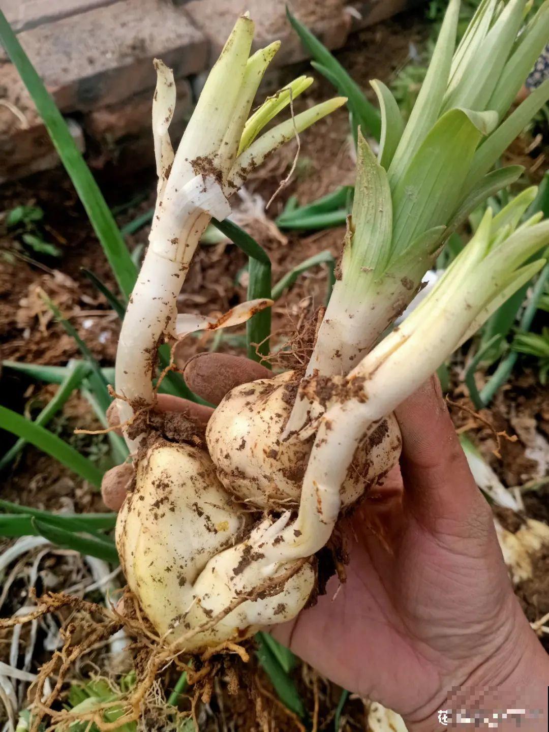 百合开完别扔了,养叶子,1棵变多棵 百合开完别扔了,养叶子,1棵变多棵