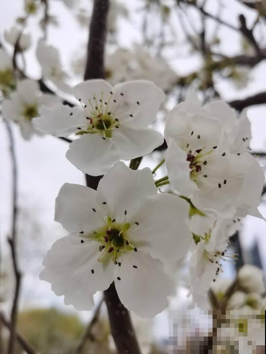 80种常见植物图解，出门识花不求人，倍儿有面子