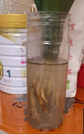 秋天植物苏醒后,重点防烂根,4个要点要做好 秋天植物苏醒后,重点防烂根,4个要点要做好