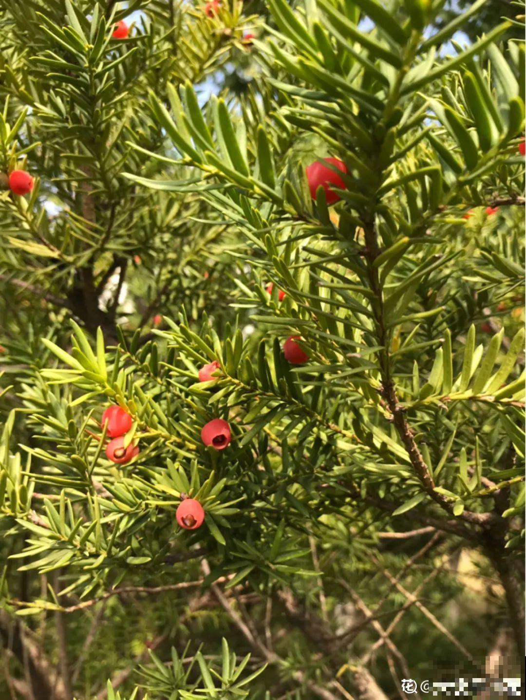 看到稀奇花，不认识的别去挖，可能会触犯法律