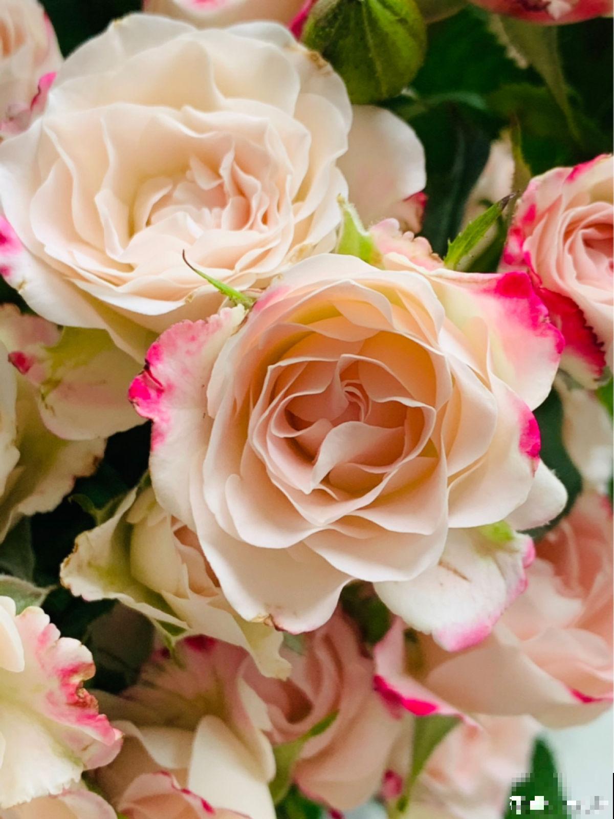 又是一年七夕,买玫瑰不如亲手养玫瑰,送给心爱的TA更有心意 又是一年七夕,买玫瑰不如亲手养玫瑰,送给心爱的TA更有心意